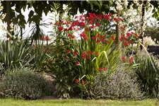 Crocosmia masoniorum