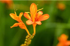 Crocosmia masoniorum