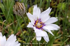 Catananche caerulea 'Alba'
