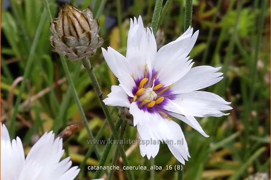 Catananche caerulea 'Alba'
