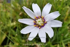 Catananche caerulea 'Alba'