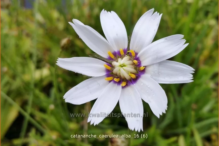 Catananche caerulea 'Alba'