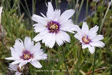 Catananche caerulea 'Alba'