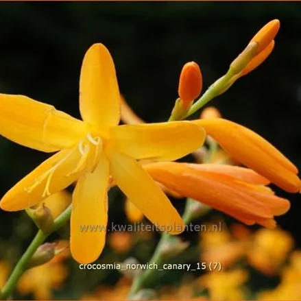 Crocosmia x crocosmiiflora 'Norwich Canary'