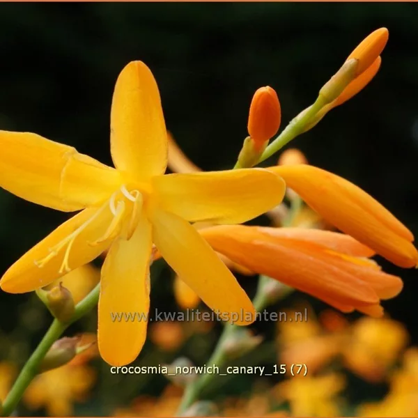 Crocosmia x crocosmiiflora 'Norwich Canary'