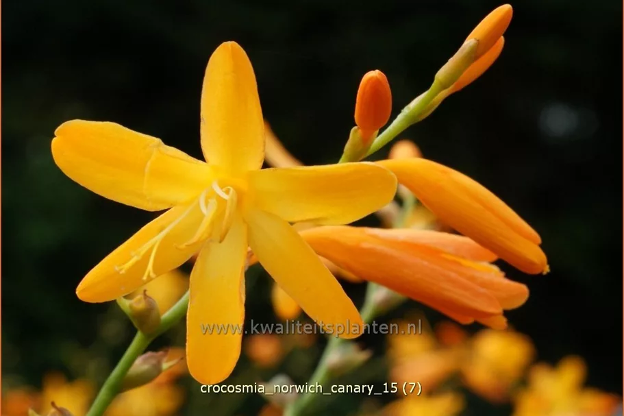 Crocosmia x crocosmiiflora 'Norwich Canary'
