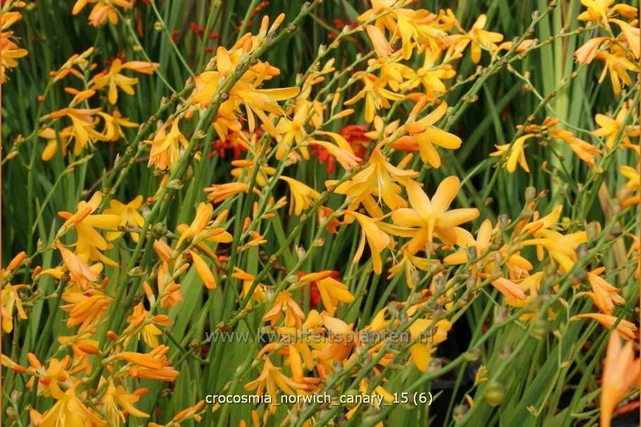 Crocosmia x crocosmiiflora 'Norwich Canary'