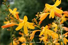 Crocosmia x crocosmiiflora 'Norwich Canary'