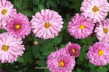 Chrysanthemum hortorum 'Anastasia'