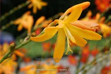 Crocosmia x crocosmiiflora 'Norwich Canary'
