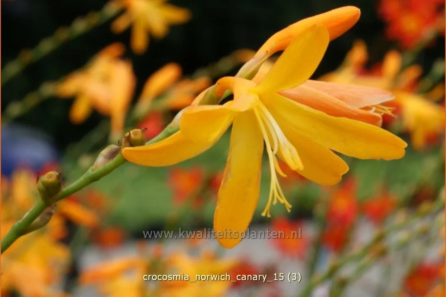 Crocosmia x crocosmiiflora 'Norwich Canary'