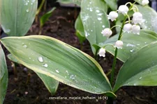 Convallaria majalis 'Hofheim'