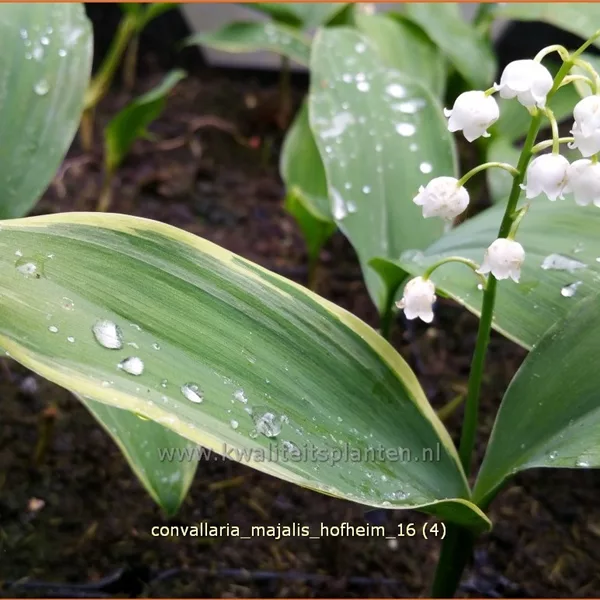 Convallaria majalis 'Hofheim'