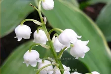 Convallaria majalis 'Hofheim'