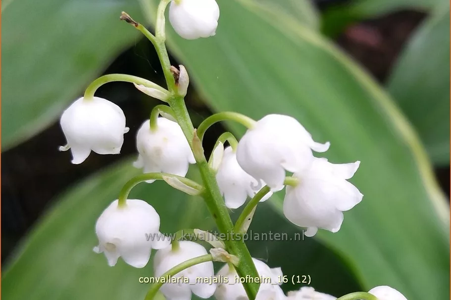 Convallaria majalis 'Hofheim'