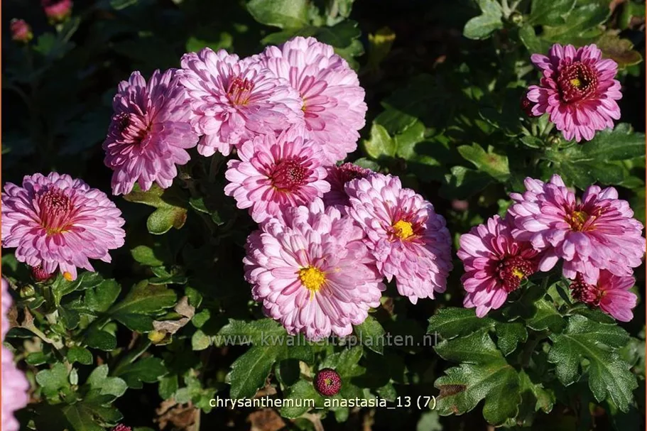 Chrysanthemum hortorum 'Anastasia'