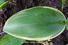 Convallaria majalis 'Hofheim'