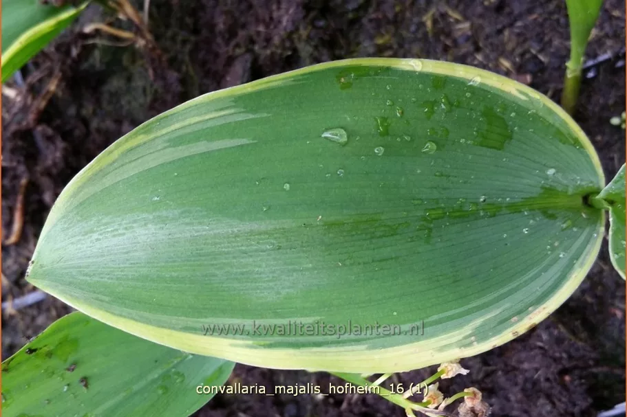 Convallaria majalis 'Hofheim'