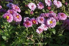 Chrysanthemum hortorum 'Anastasia'