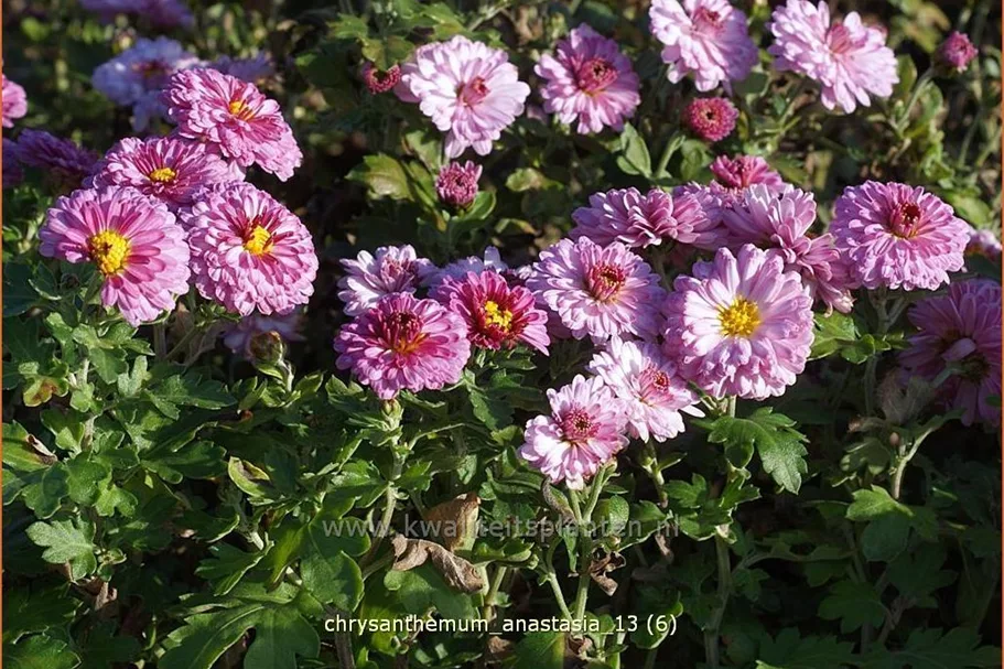 Chrysanthemum hortorum 'Anastasia'