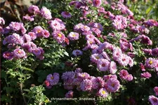 Chrysanthemum hortorum 'Anastasia'