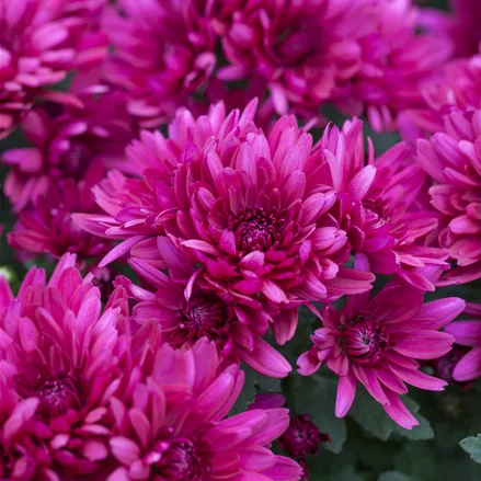 Chrysanthemum hortorum 'Anastasia'