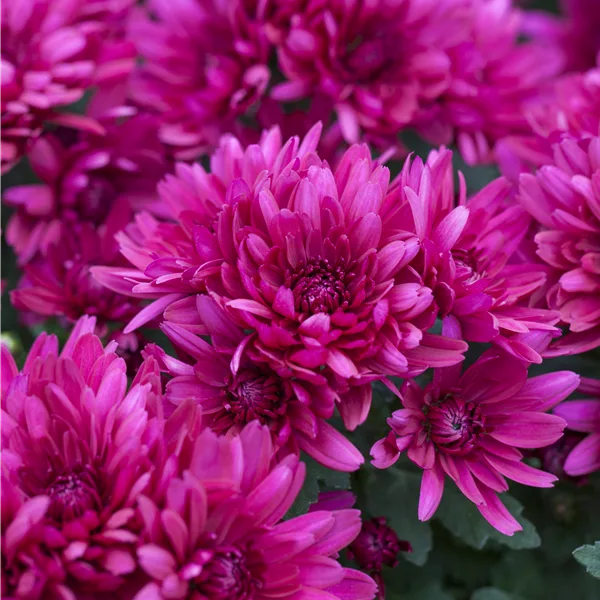 Chrysanthemum hortorum 'Anastasia'