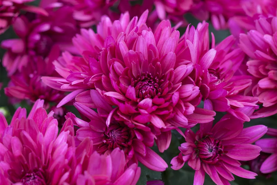 Chrysanthemum hortorum 'Anastasia'