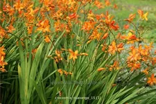 Crocosmia x crocosmiiflora 'Okavango'