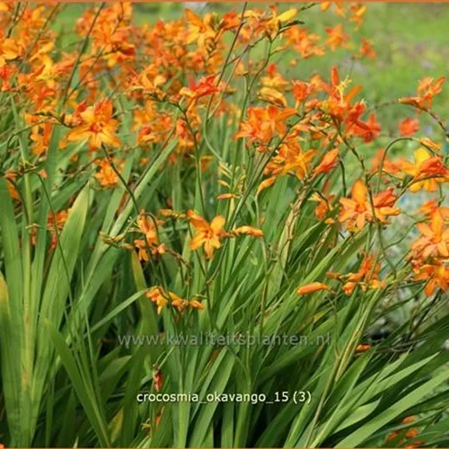 Crocosmia x crocosmiiflora 'Okavango'