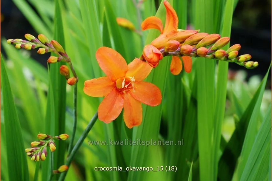 Crocosmia x crocosmiiflora 'Okavango'