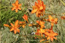 Crocosmia x crocosmiiflora 'Okavango'