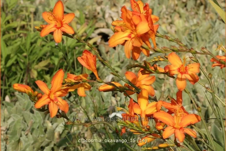 Crocosmia x crocosmiiflora 'Okavango'
