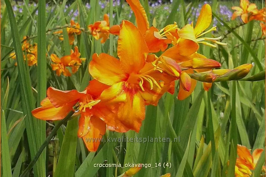 Crocosmia x crocosmiiflora 'Okavango'