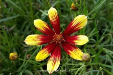 Coreopsis verticillata 'Bengal Tiger'