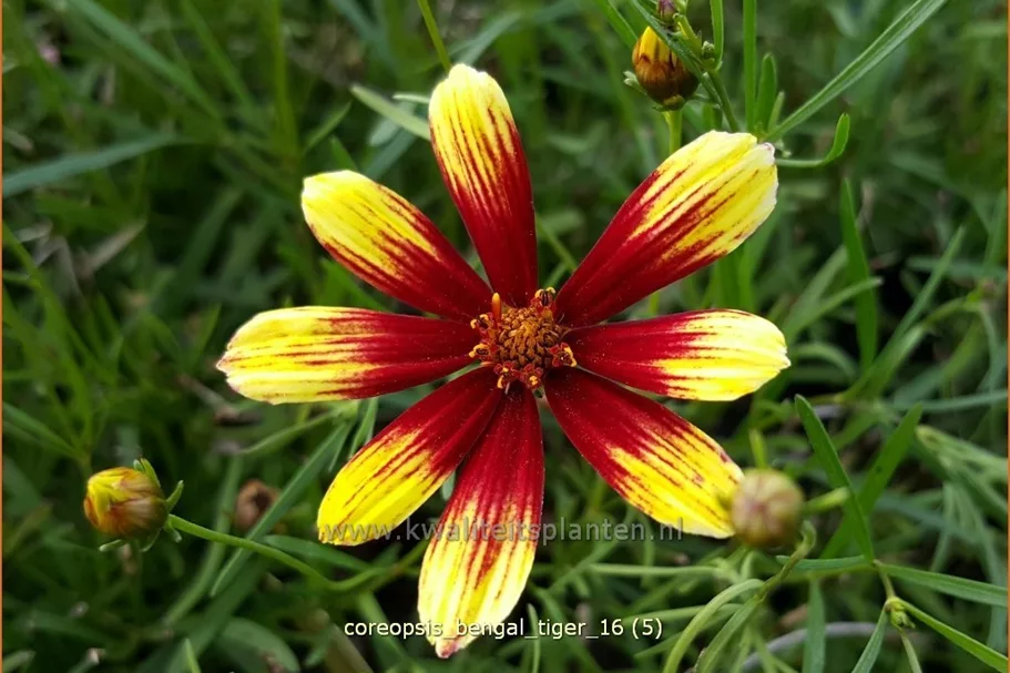 Coreopsis verticillata 'Bengal Tiger'