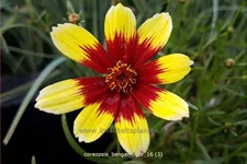 Coreopsis verticillata 'Bengal Tiger'