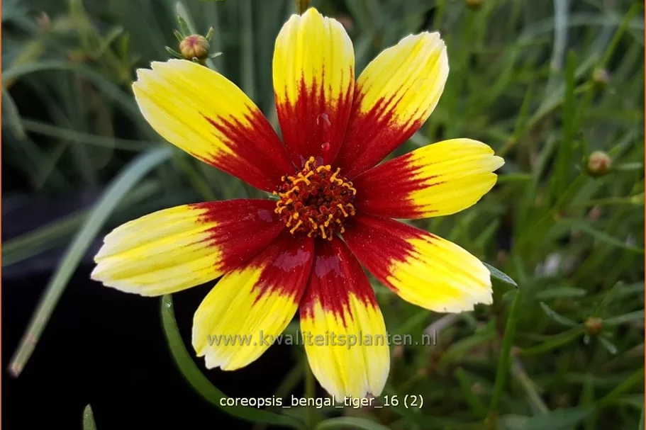 Coreopsis verticillata 'Bengal Tiger'