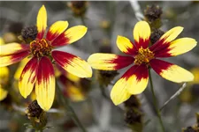 Coreopsis verticillata