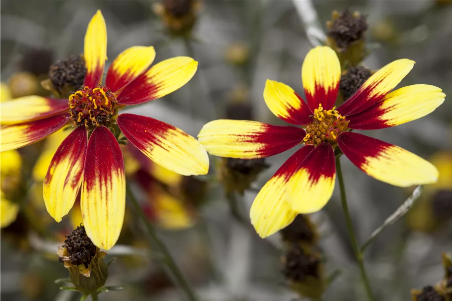Coreopsis verticillata
