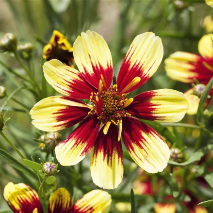 Coreopsis verticillata
