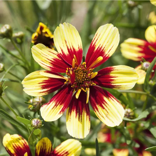 Coreopsis verticillata