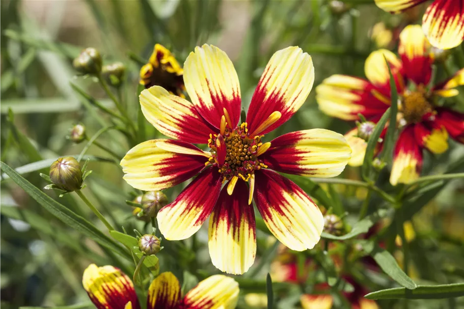 Coreopsis verticillata