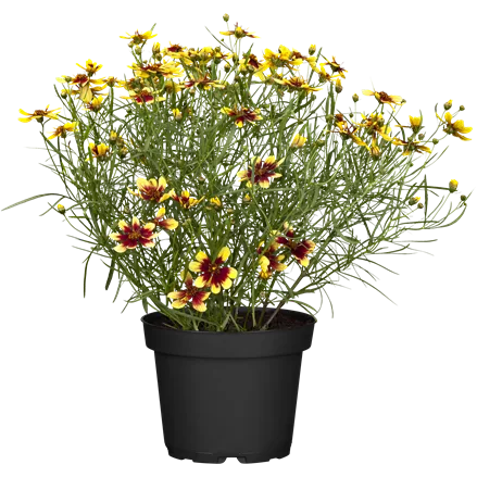 Coreopsis verticillata 'Bengal Tiger'