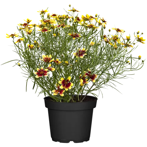 Coreopsis verticillata 'Bengal Tiger'