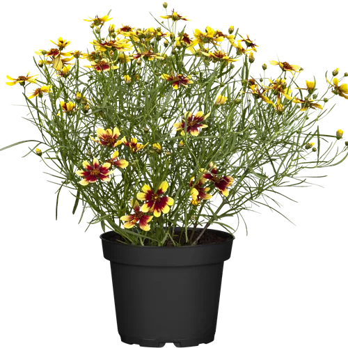 Coreopsis verticillata 'Bengal Tiger'