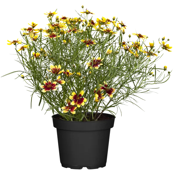 Coreopsis verticillata 'Bengal Tiger'