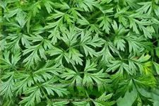 Cenolophium denudatum