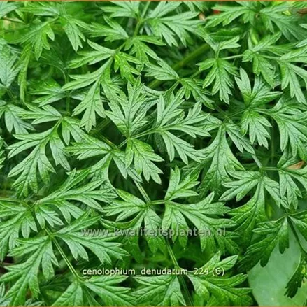 Cenolophium denudatum