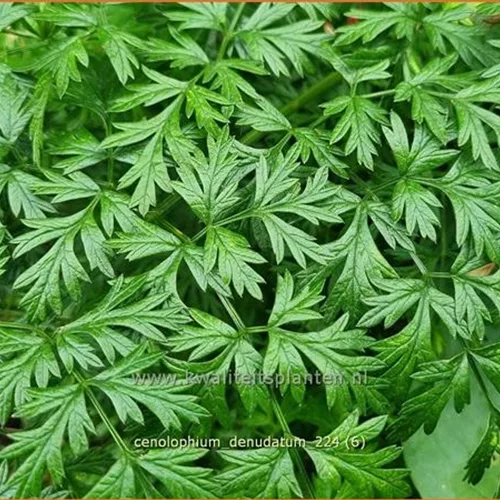 Cenolophium denudatum